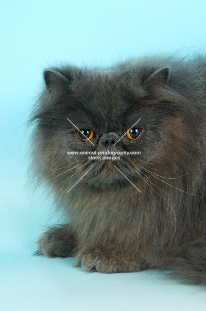 blue persian cat lying down, portrait