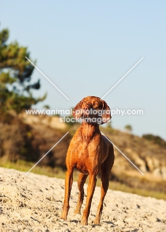 Hungarian Vizsla standing on sand