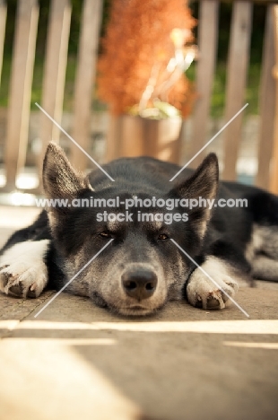 tired Husky Crossbreed