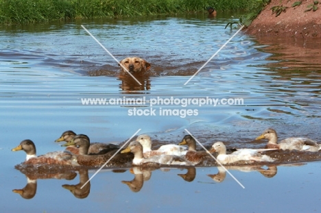 Labrador retriever swimming towards ducks