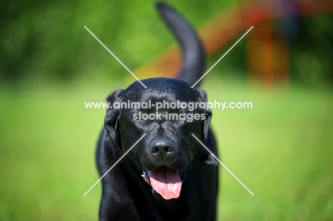 portrait of a black Labrador retriever with tongue out and tail up