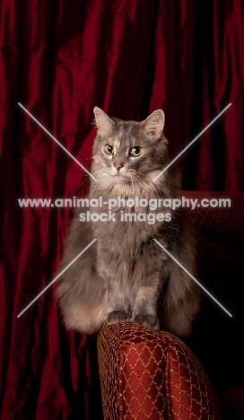 Household cat, sitting on the side of a chair