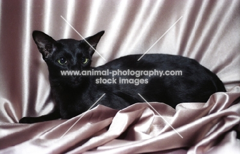 black oriental shorthair cat on fabric