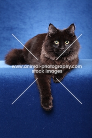 Siberian cat