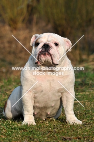 young Bulldog sitting down