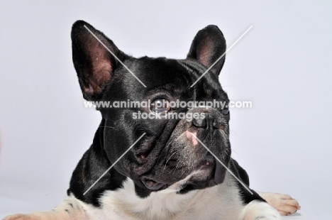 French Bulldog