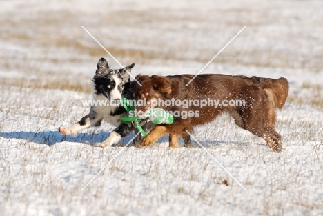 two Australian Shepherd dogs playing together