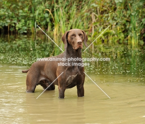 German Pointer standing in water