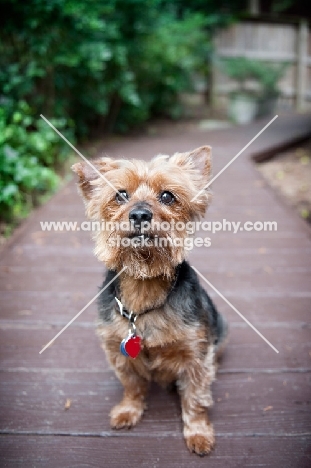 yorkshire terrier mix sitting