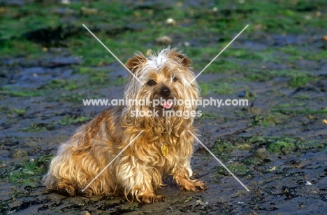 unkempt norfolk terrier on beach 