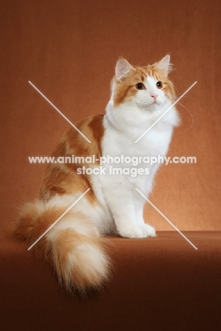 Norwegian Forest Cat