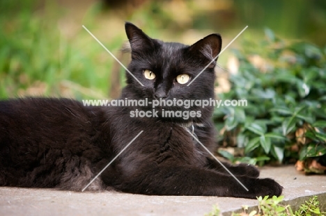 black cat in garden