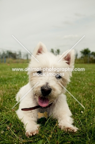 young West Highland White Terrier