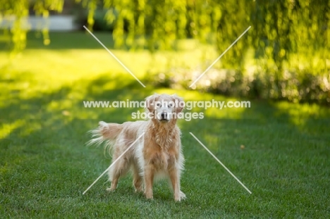 Golden Retriever in garden