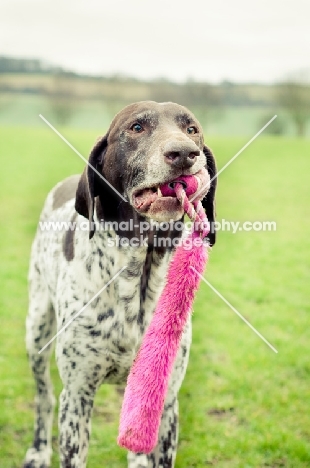 German Shorthaired Pointer with toy