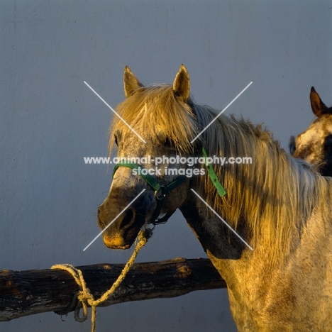 Camargue pony head and shoulders late evening light