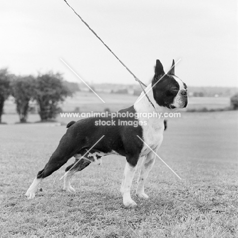 boston terrier