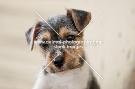 Jack Russell puppy portrait