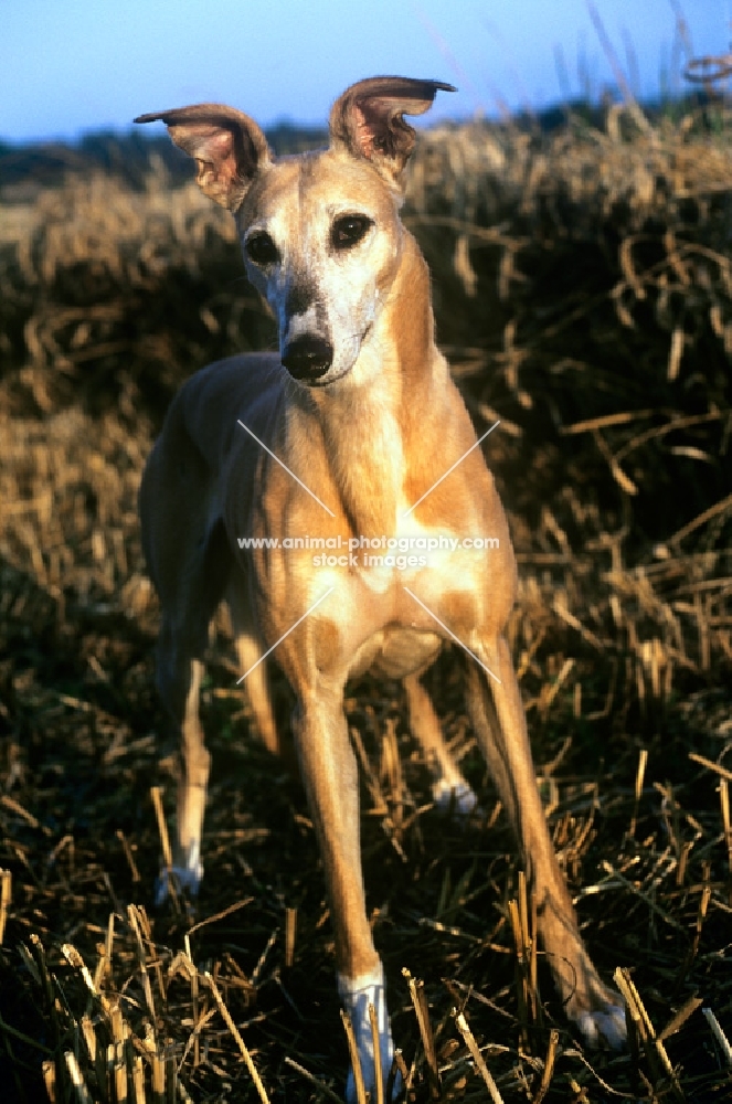 rosie, lurcher, in a stubble field