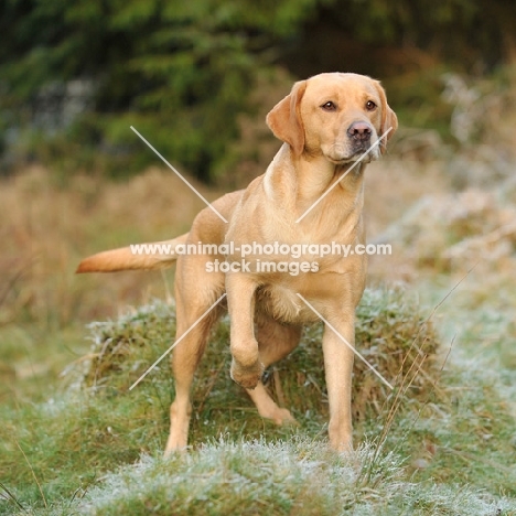 alert labrador retriever, yellow, bitch working on a shoot