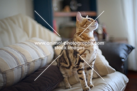 Beautiful marble Bengal on a couch