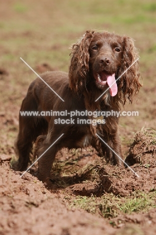 brown Cocker Spaniel