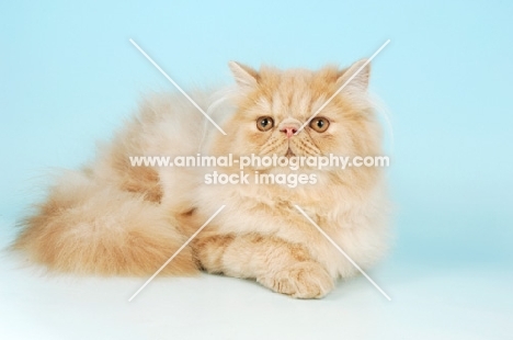 cream persian cat, lying down