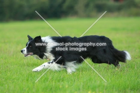 Border Collie walking in field, alert