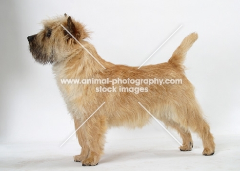 grey brindle Cairn Terrier in studio