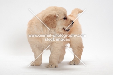 Golden Retriever puppy, looking away