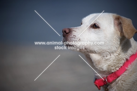 head shot of a wet labrador cross with a pink collar