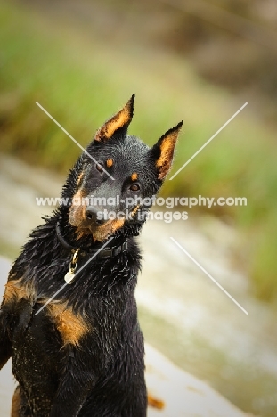 Beauceron