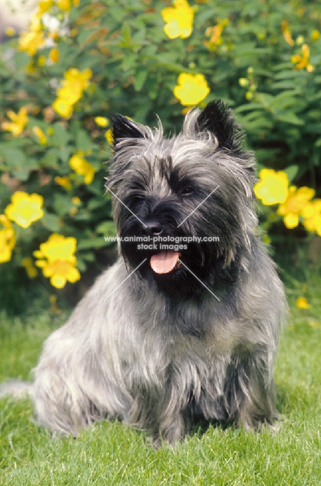 cairn terrier on grass