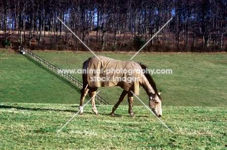 horse grazing wearing a new zealand rug