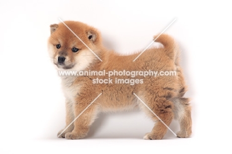 Shiba Inu puppy standing on white background