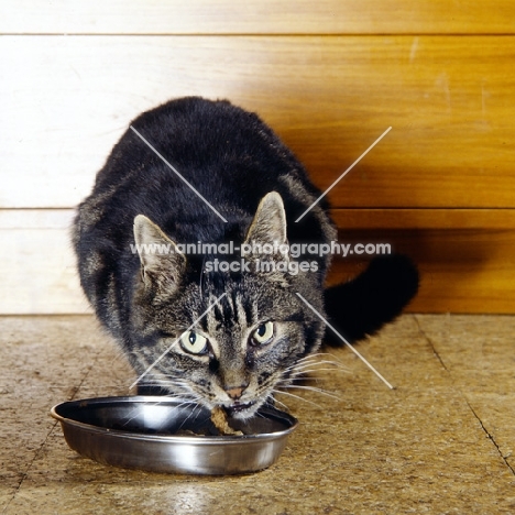 tabby cat, sam, eating from a dish