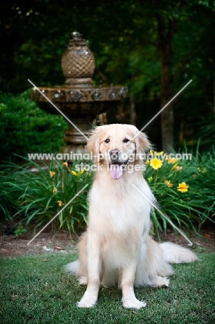 golden retriever sitting in greenery