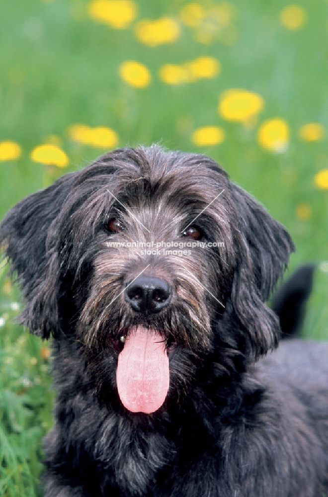 Schnauzer Husky Mix