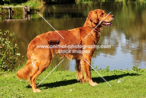 Golden Retriever side view