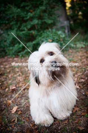 terrier mix with head tilted