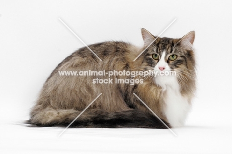 Brown Mackerel Tabby & White Norwegian Forest Cat on white background, lying down