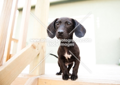 Dachshund mix puppy standing on deck.