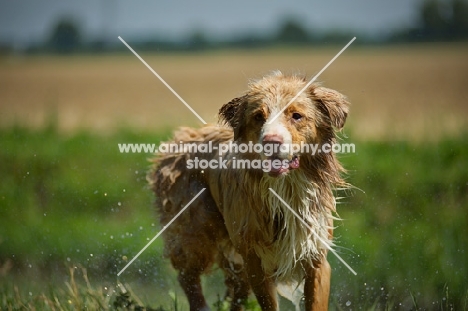 wet red merle australian shepherd