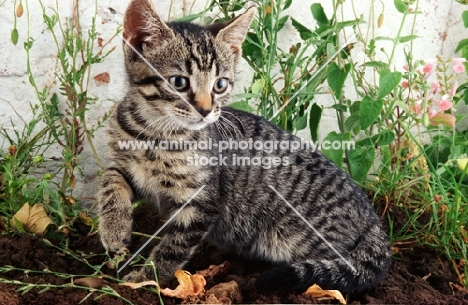 cute tabby household kitten