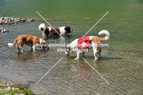 three Saint Bernards standing in water, one rescue dog