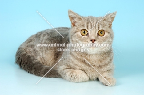 lilac tabby british shorthair cat