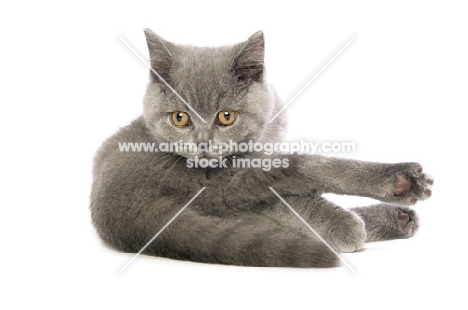 british shorthaired kitten looking back