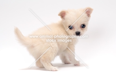 smooth coated Chihuahua puppy on white background