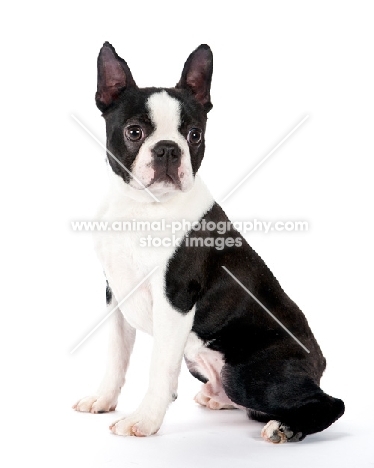 Boston Terrier sitting on white background, looking away