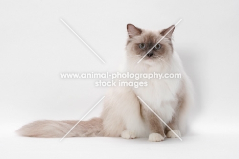 Blue Point Mitted Ragdoll, sitting